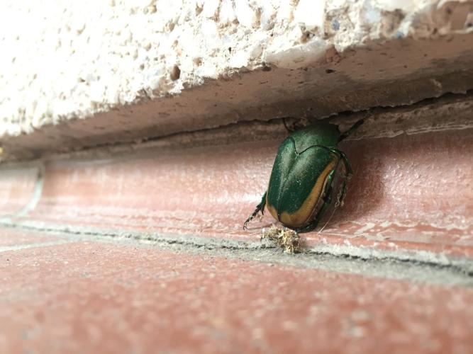 Readers' amazing insects