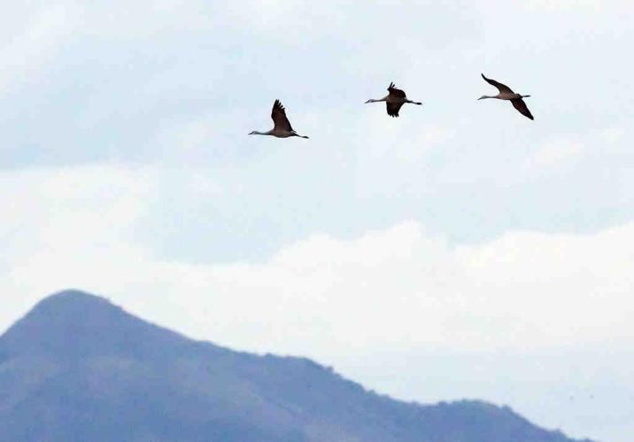 Sandhill cranes in Arizona