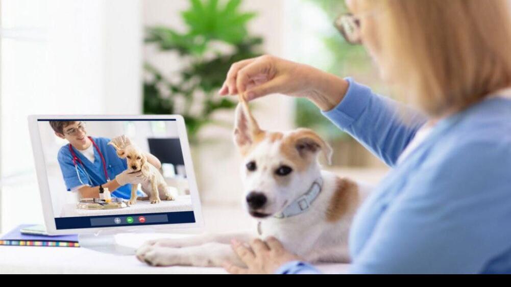 Virtual vet visits: Telehealth for pets is here and could be the change veterinary medicine needs