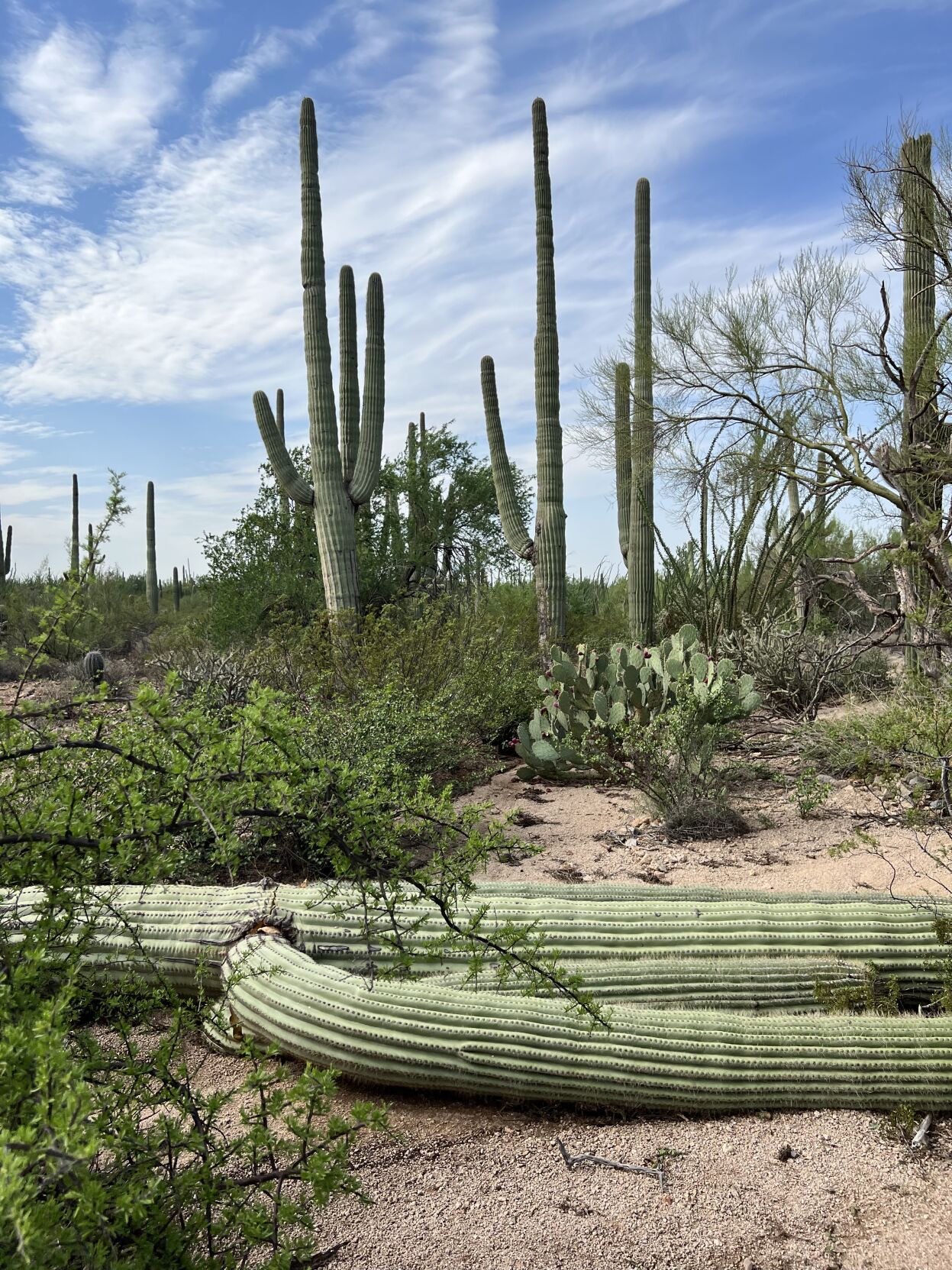 Saguaro Park blowdown
