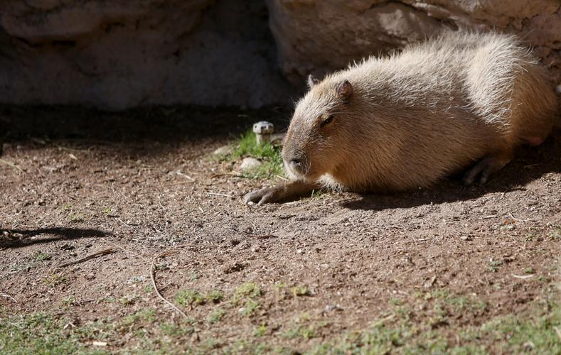Reid Park Zoo capybara