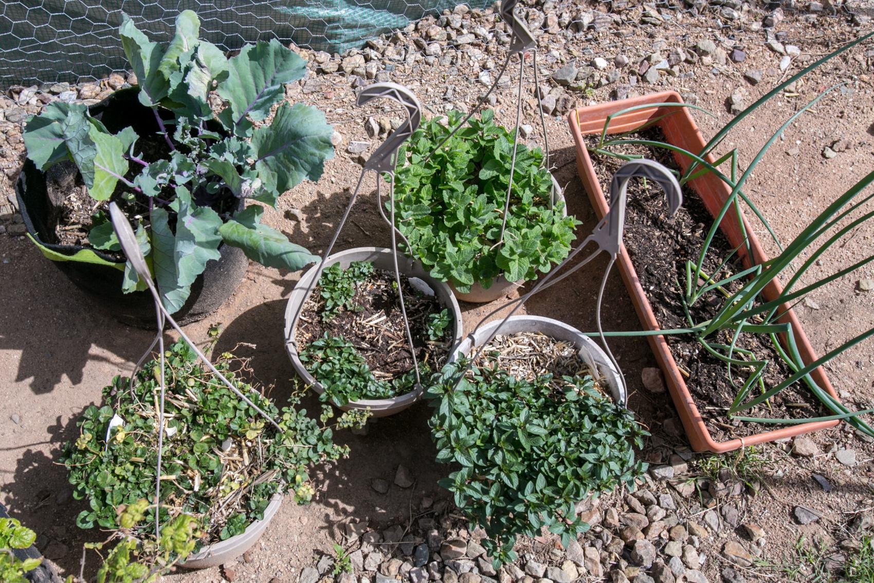 Want a challenge? Try growing greens in desert yearround