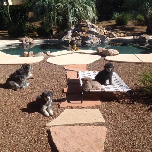 Happy National Dog Day!