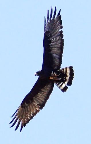 Birding_3.JPG