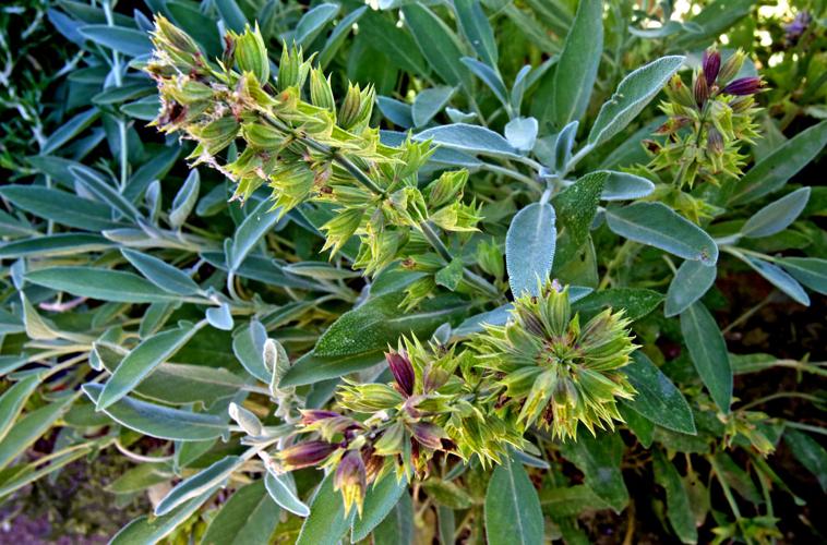 Flowering and edible plants