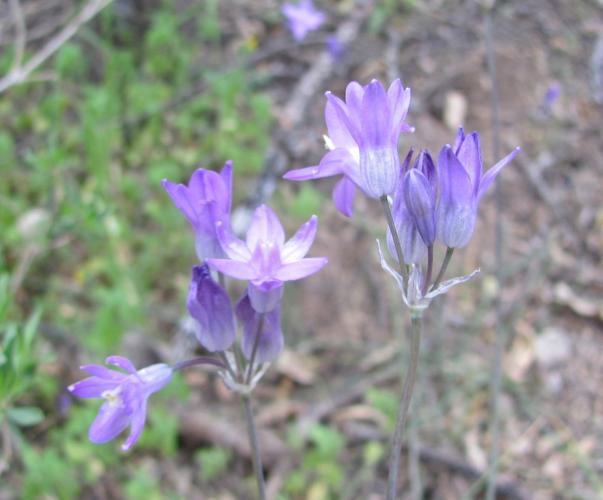 Purple-blue blooms