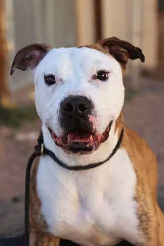 Adopt a pet
