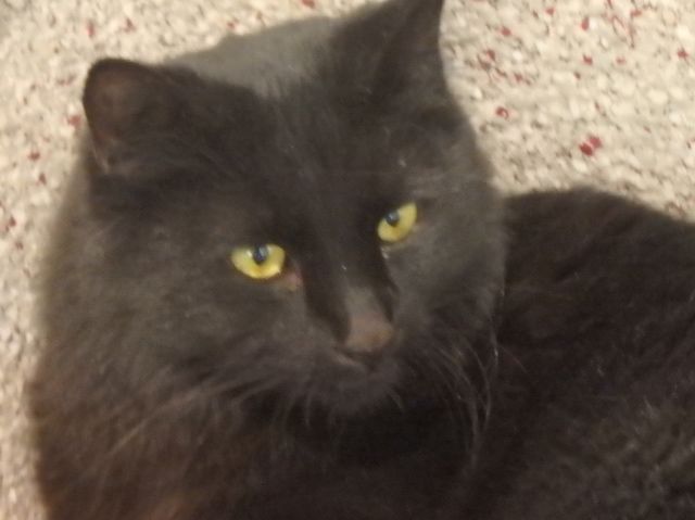 Adopt A Friend: Pipin