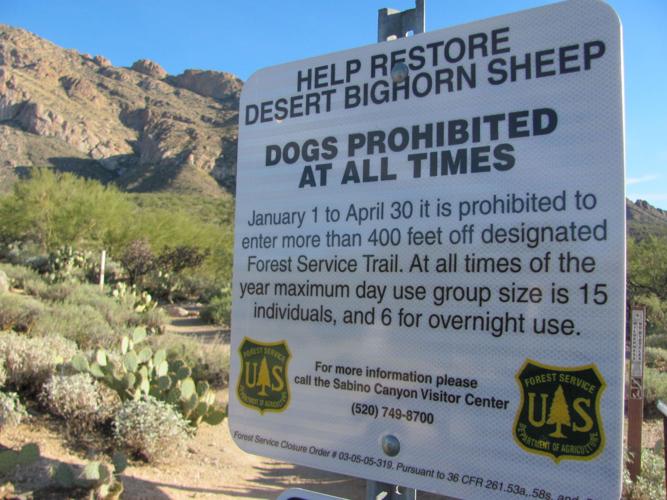 Restrictions to protect bighorns