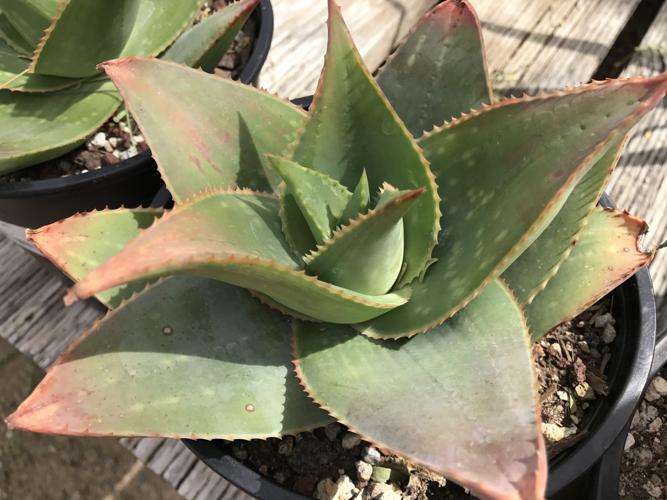 Tohono Chul Spring Plant Sale