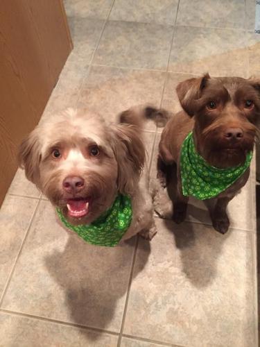 Happy National Dog Day!