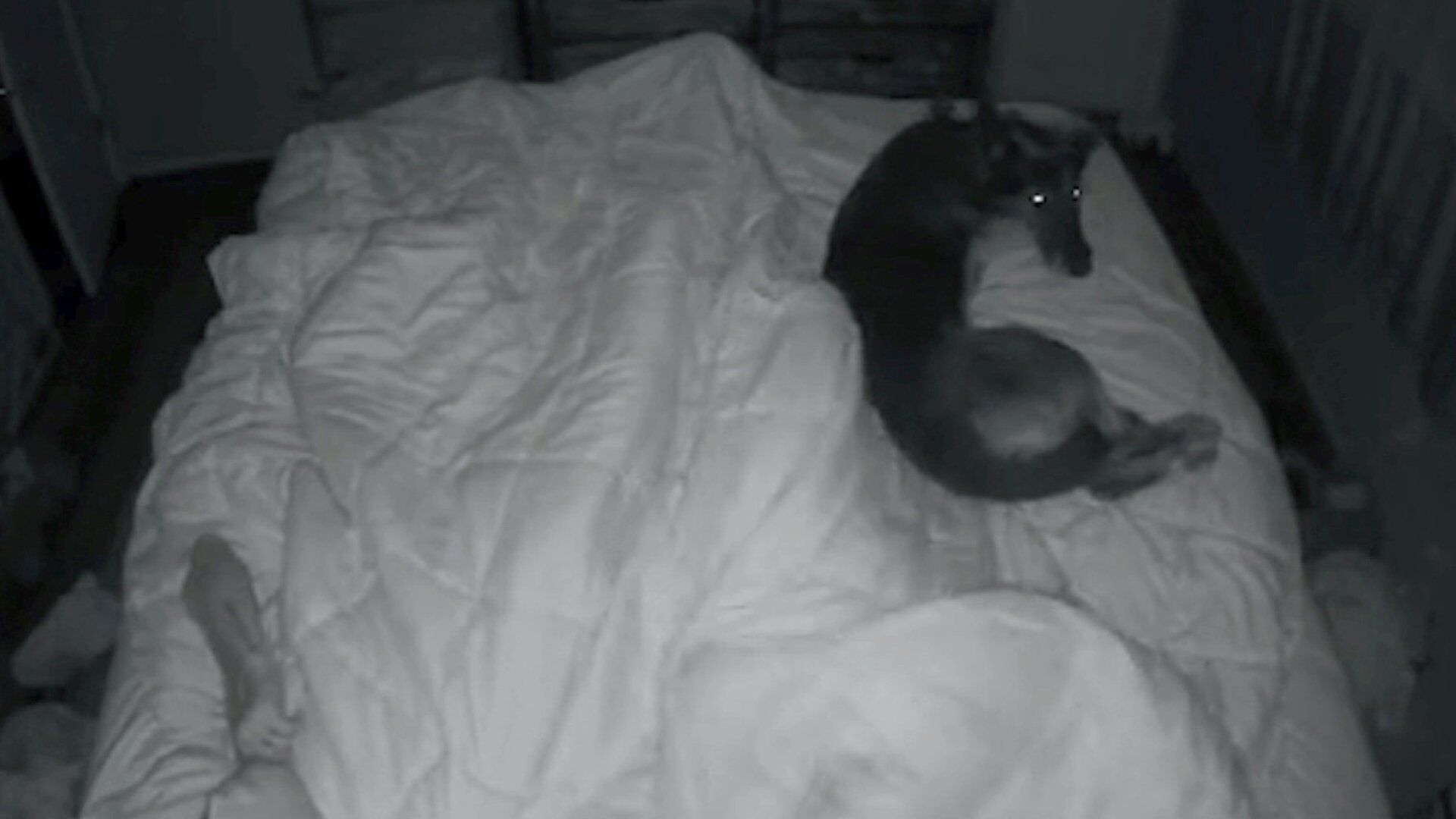 Moment family dog senses when owner is about to have a seizure