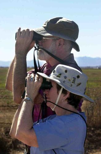 Sandhill cranes in Arizona