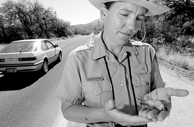 Roadkill: Huge toll on park-area highways  