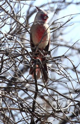 Paton's Birder Haven