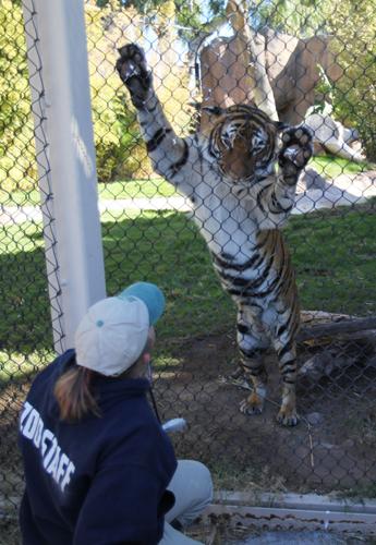 How to put hand cream on a tiger's paws