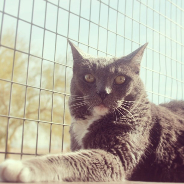 Pets for adoption