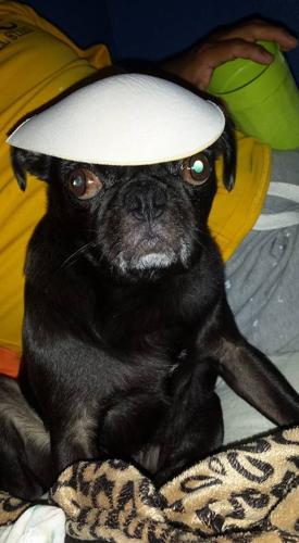 Happy National Dog Day!