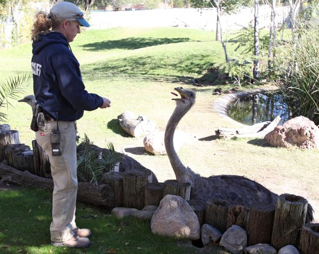 Nandi's Neighbors: Ostriches Lucy and Ethel mimic the comic pair