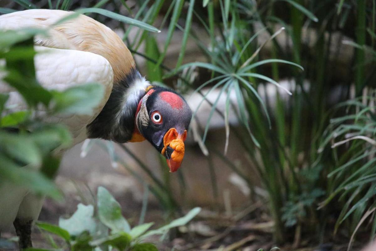 Tucson zoo: 1 bird dead, 2 infected with avian bird flu