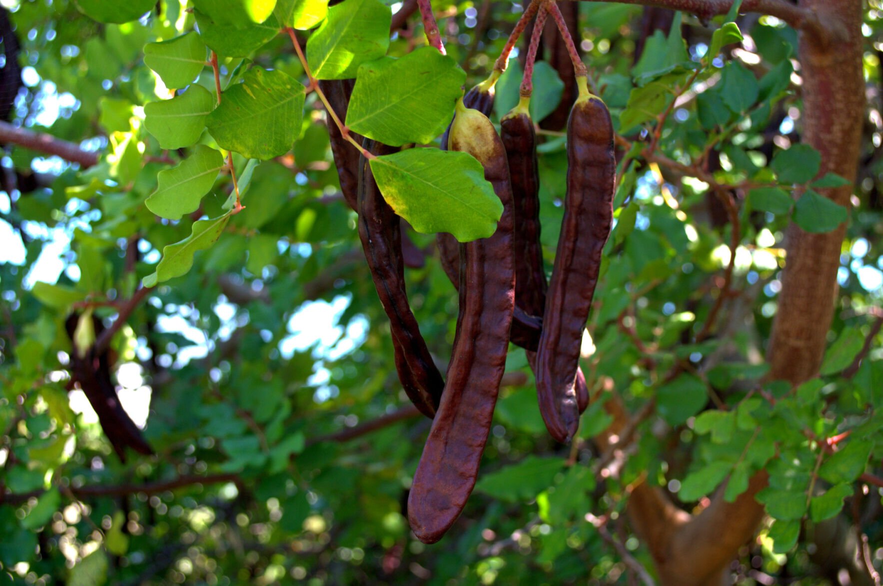 Plant of the month Carob tree