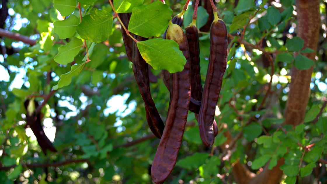 Plant of the month: Carob tree