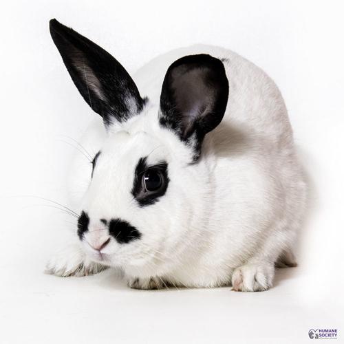 Adopt a friend: Rubio