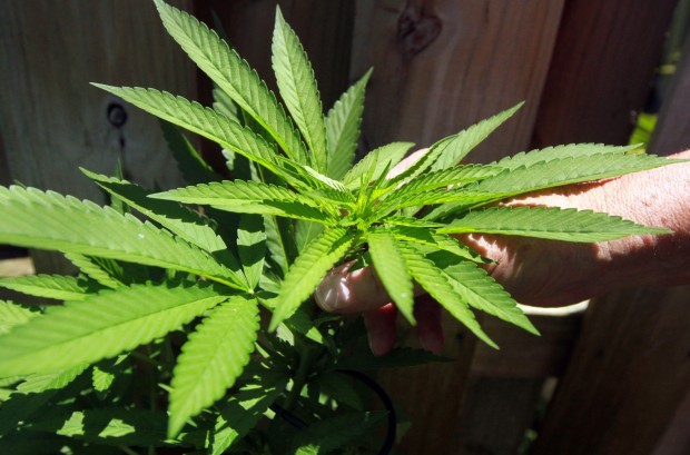 Feds eradicate fewer pot plants nationwide