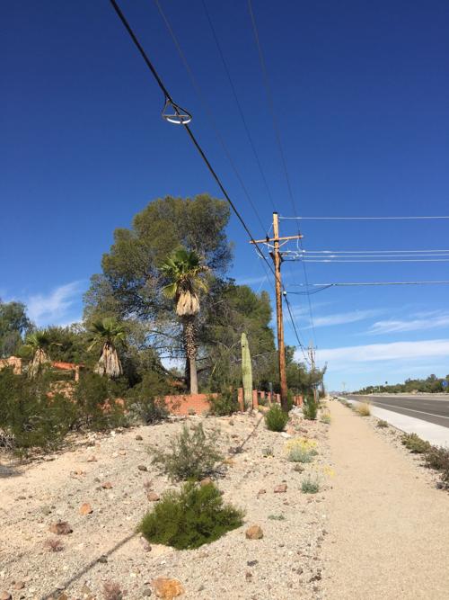 Garden Sage Aleppo Pines