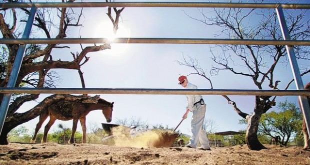 Sanctuary for equine 'rejects'  