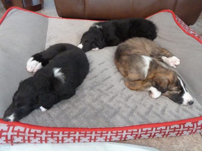 Happy National Dog Day!