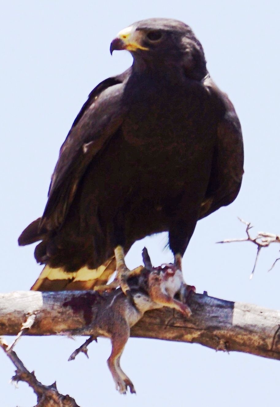 Vultures and the Zone-tailed Hawk | Saddlebag Notes | tucson.com