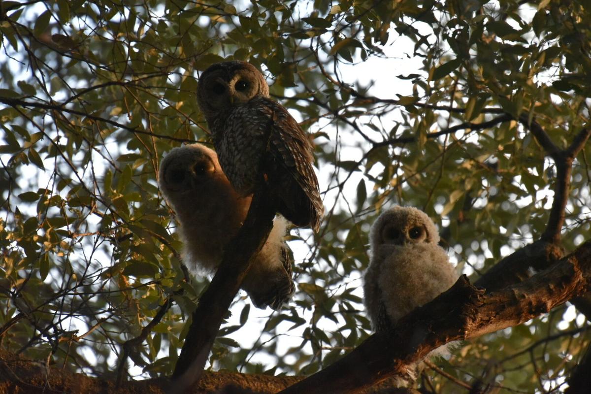 Mexican spotted owls