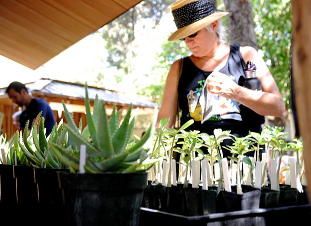 Weird plants draw big crowds   