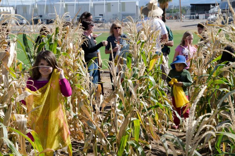 Youths in cornfield