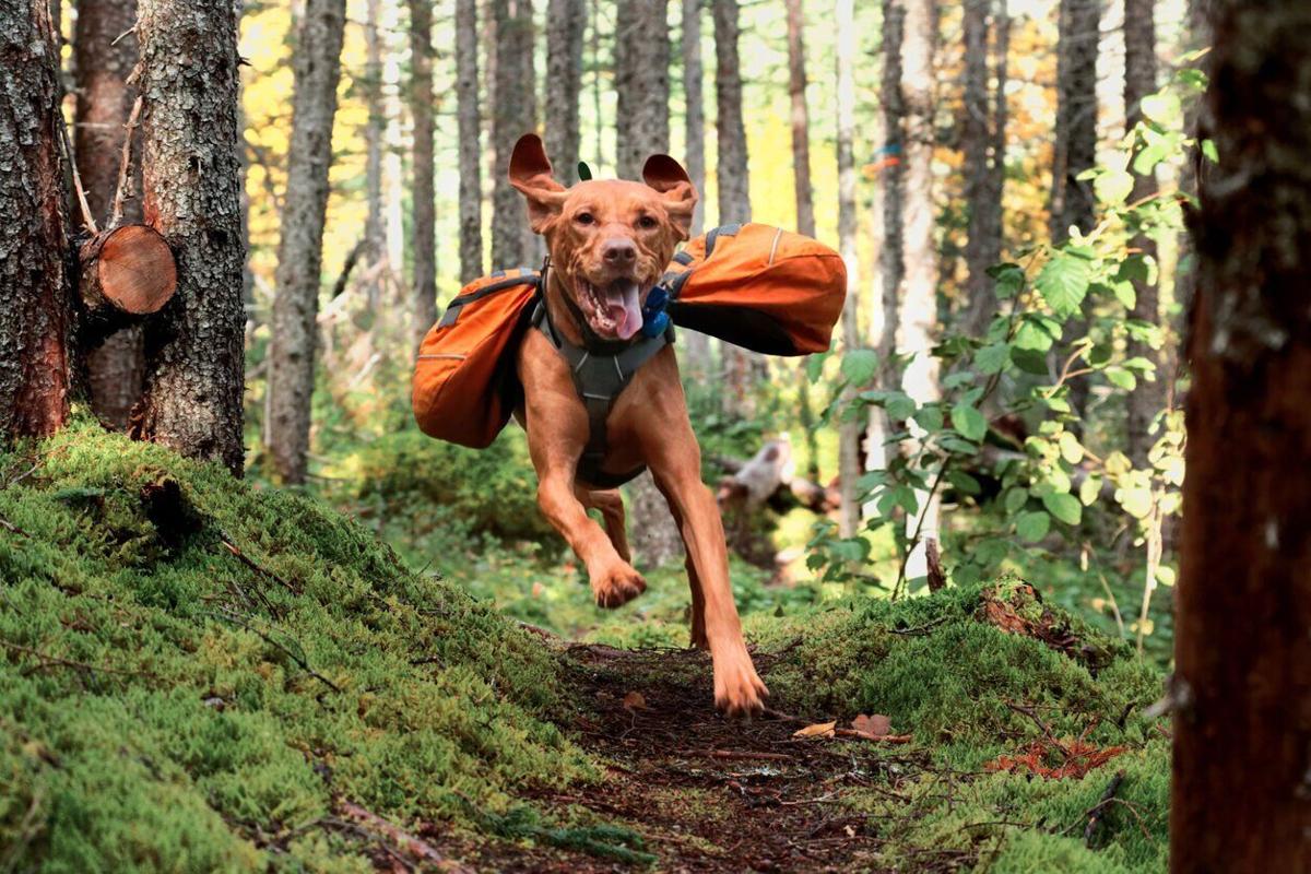 Hit the trails with your pooch!  Fan-favorite dog-friendly national parks to hike - image