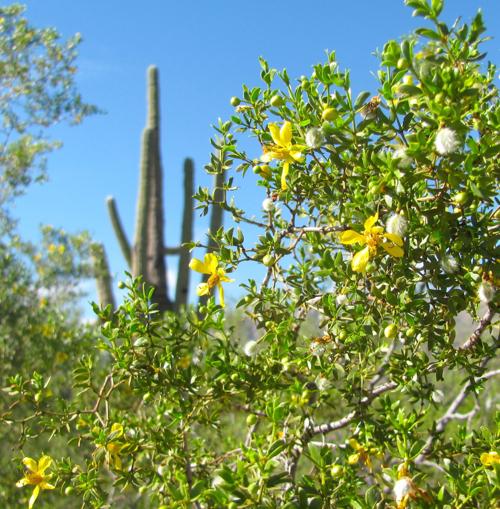 Creosote blooms