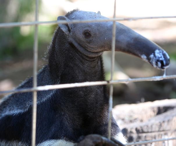 Reid Park Zoo anteater
