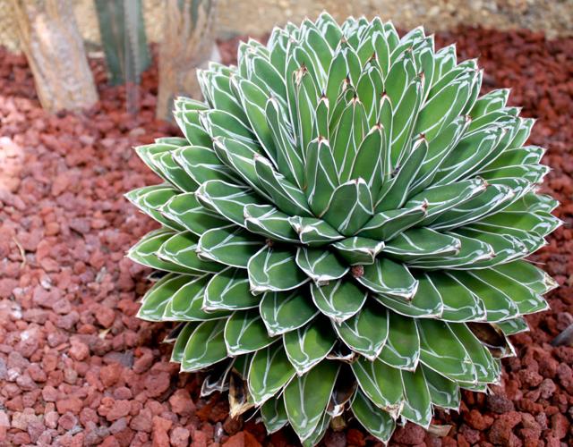 Queen Victoria agave