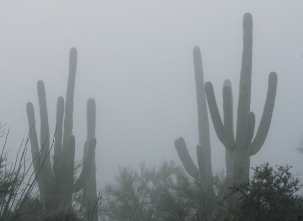 Full effect of Jan. deep freeze on saguaros, others unknown