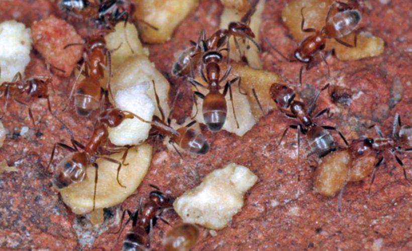 odorous-house-ants-FINAL.jpg