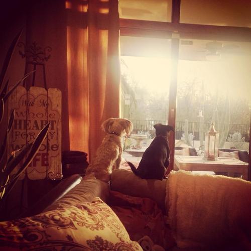 Happy National Dog Day!