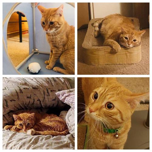 Adopt a friend: Cosmo