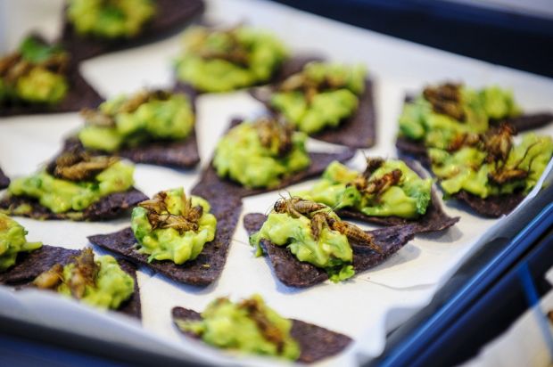 Insects for lunch? Best not let it bug you a lot    