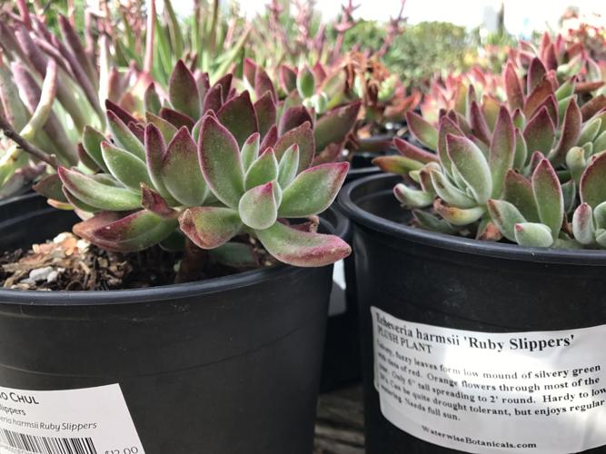 Tohono Chul Spring Plant Sale