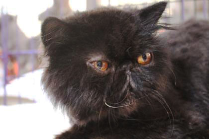 Adopt a Friend: Handsome Howie