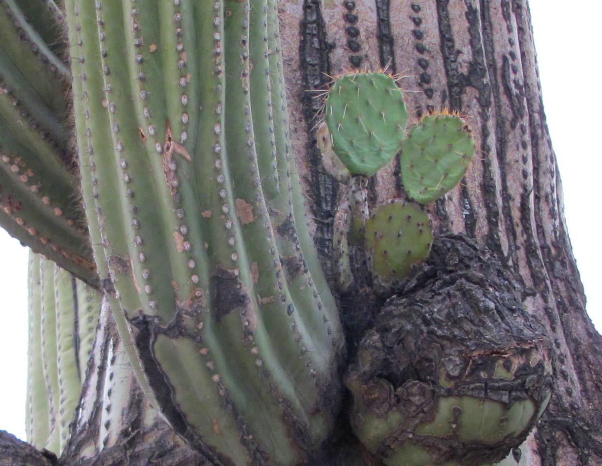 See A Quirky Cactus Collaboration In Sabino Canyon Local News Tucson Com