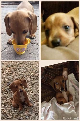 Happy National Dog Day!