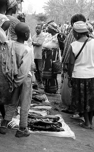 UA study takes aim at poaching in Africa  