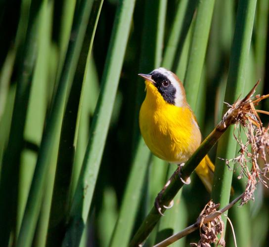 Common yellowthroat